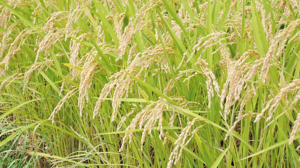 *【自家栽培のお米】雫石の豊かな自然の中丹精込めて作ったお米
