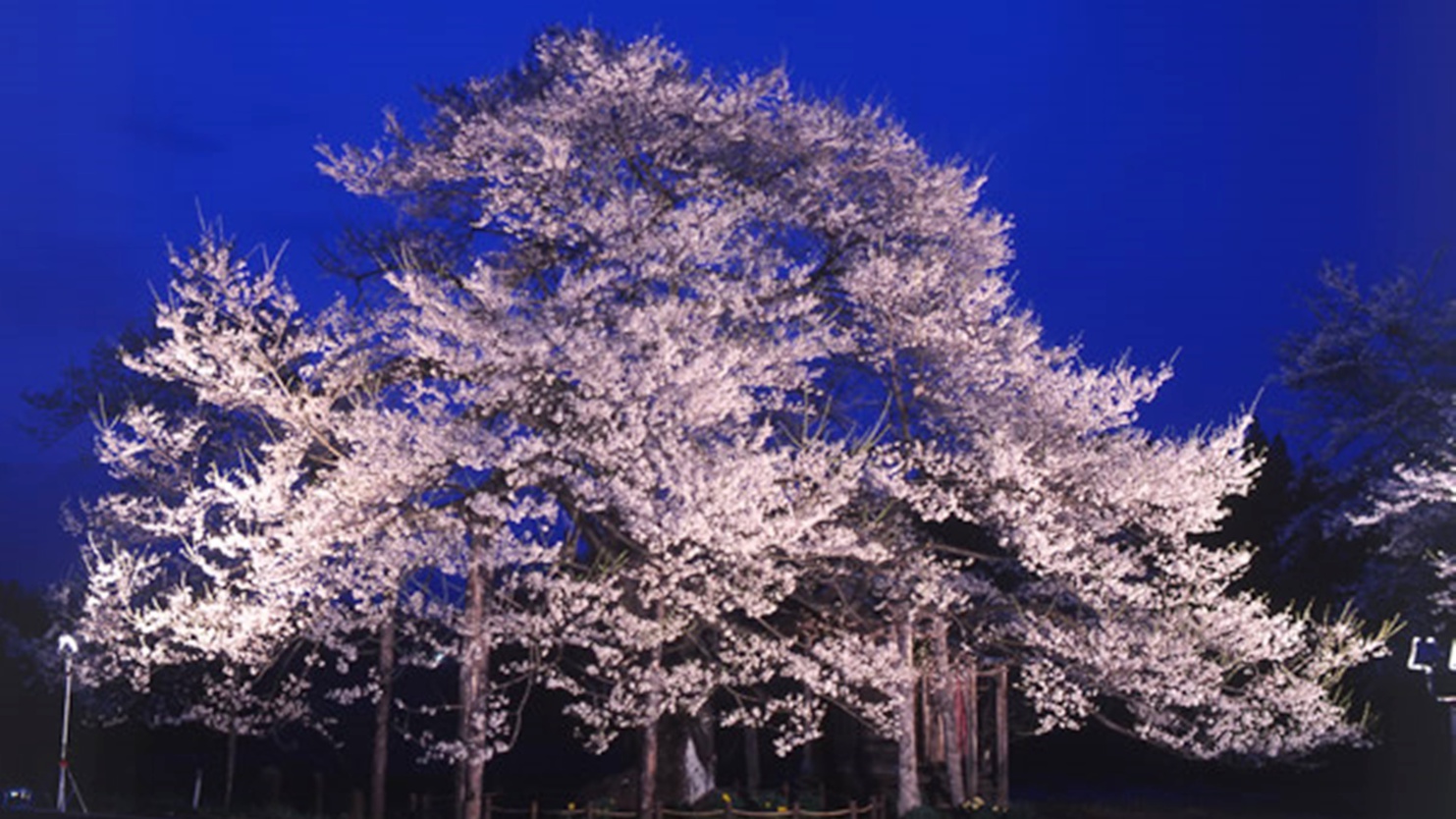 *【夜の弘法桜】例年見頃4月下旬 〜 5月上旬！開花期間中はライトアップも行われます（車で約20分）