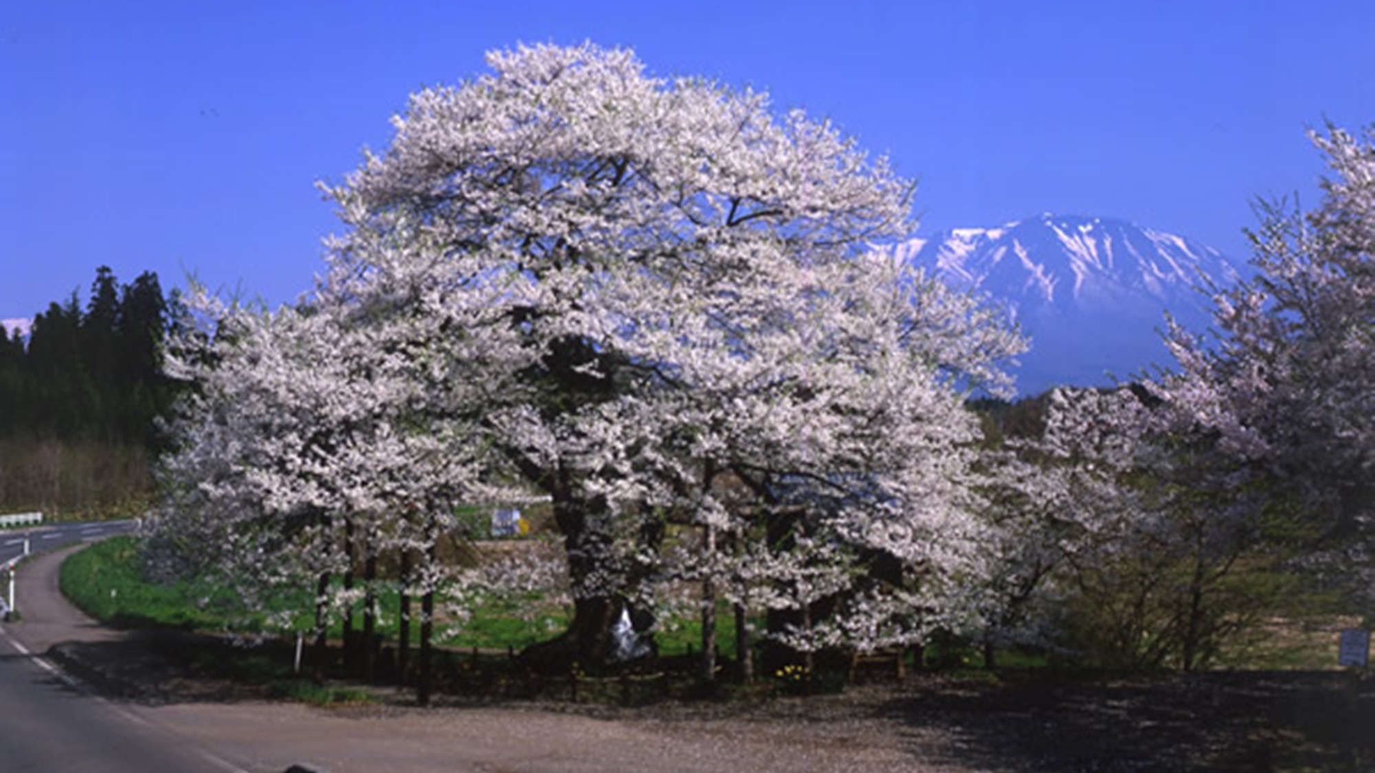 *【弘法桜】推定樹齢約800年！例年見頃4月下旬 〜 5月（車で約20分）