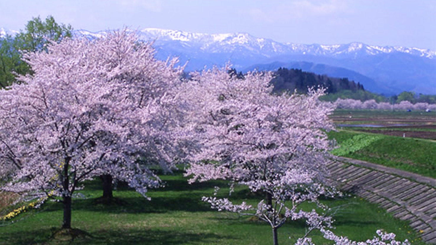 *【雫石川園地の桜】例年見頃は4月下旬〜5月上旬（車で約15分）