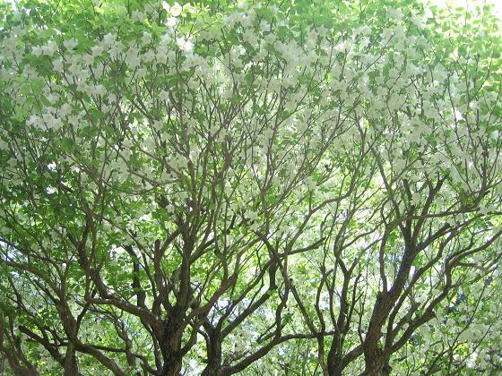 ごようつつじ０５０９