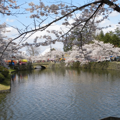 上杉神社お堀のソメイヨシノ桜