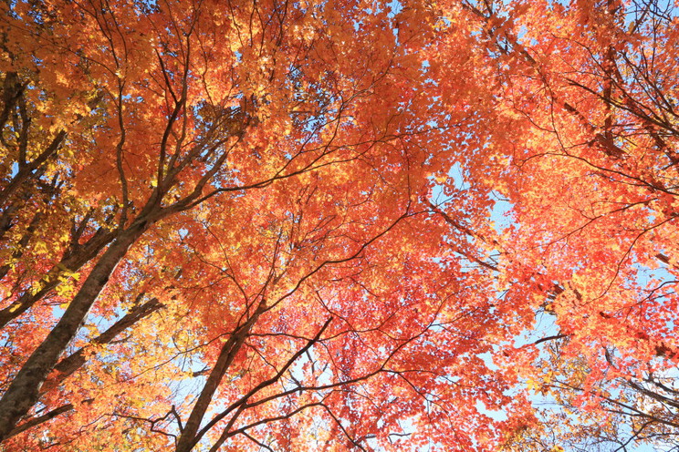 もみじの紅葉