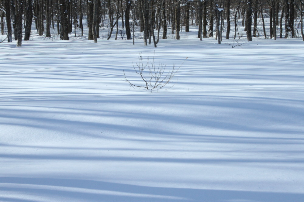 雪原