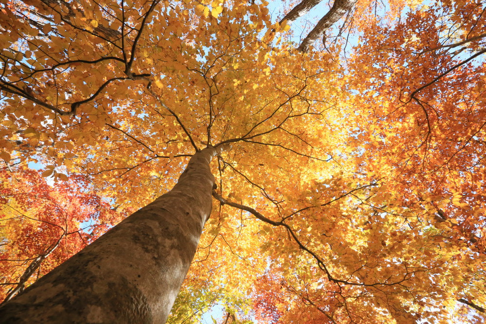 ブナの紅葉