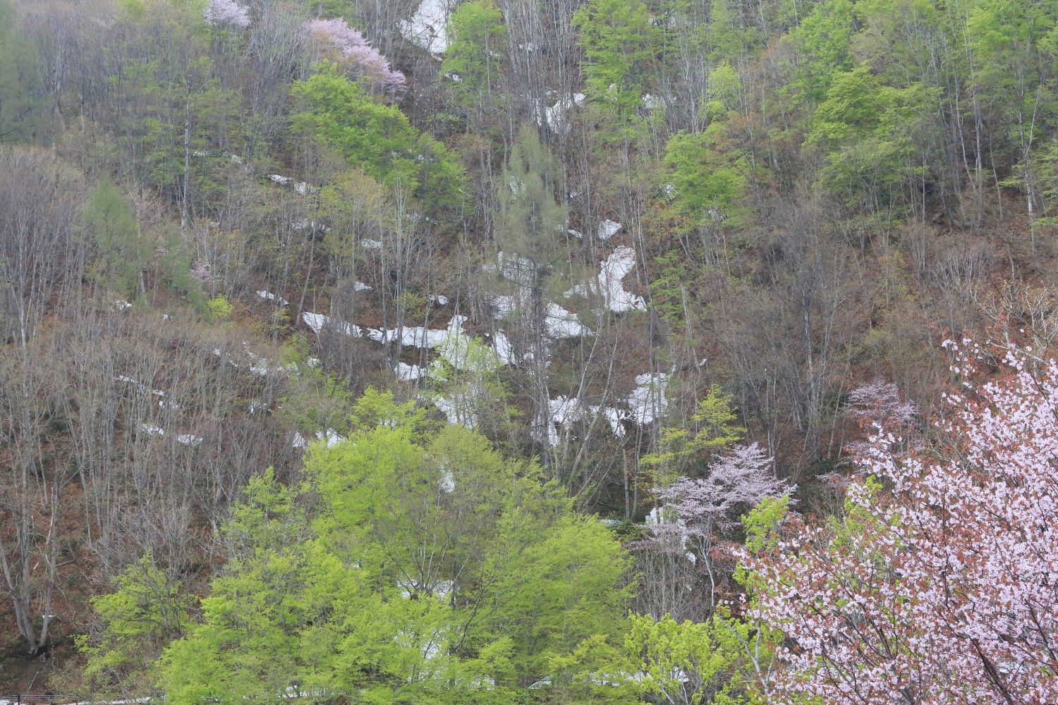 新緑桜