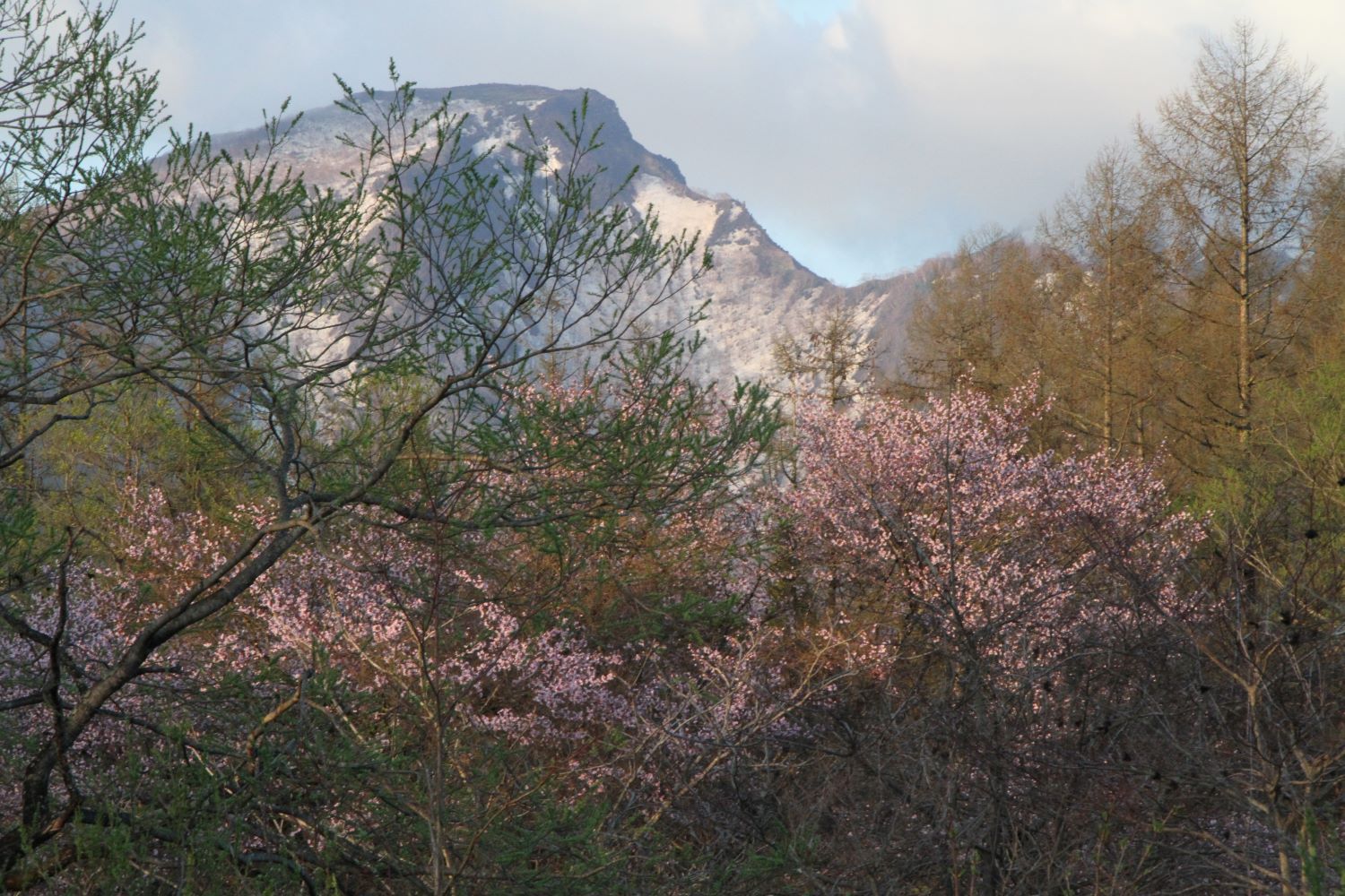 磐梯山桜2