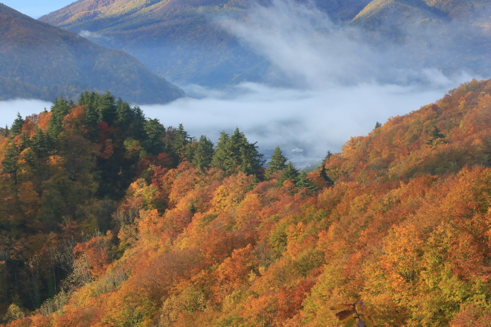 カラマツの紅葉