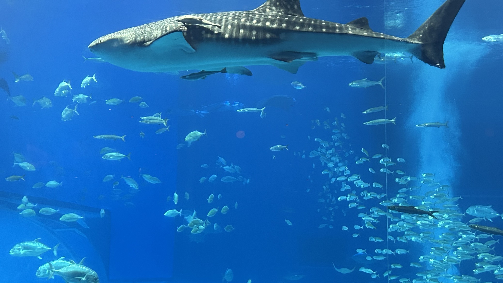 美ら海水族館