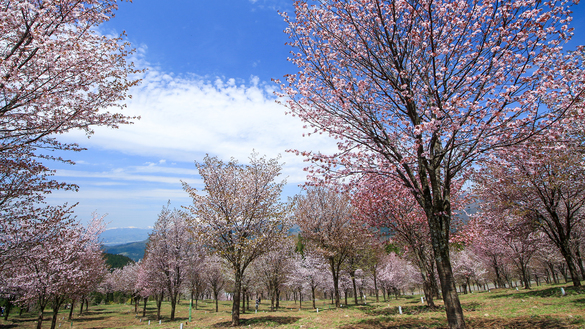 #裏磐梯桜峠