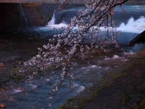 温海川河川の桜