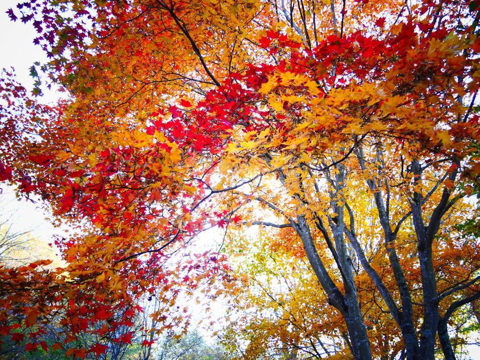 北軽井沢の紅葉