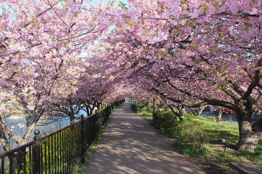 河津桜早咲きの河津桜は2月が見頃です！