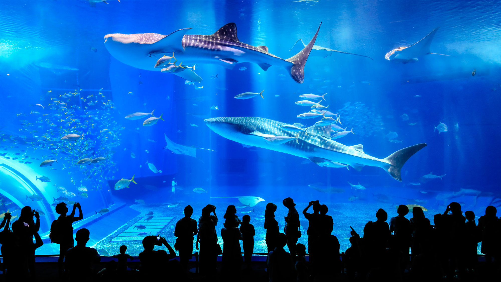【沖縄美ら海水族館チケット付き】沖縄の神秘の海を満喫！ジンベエザメにも会える！