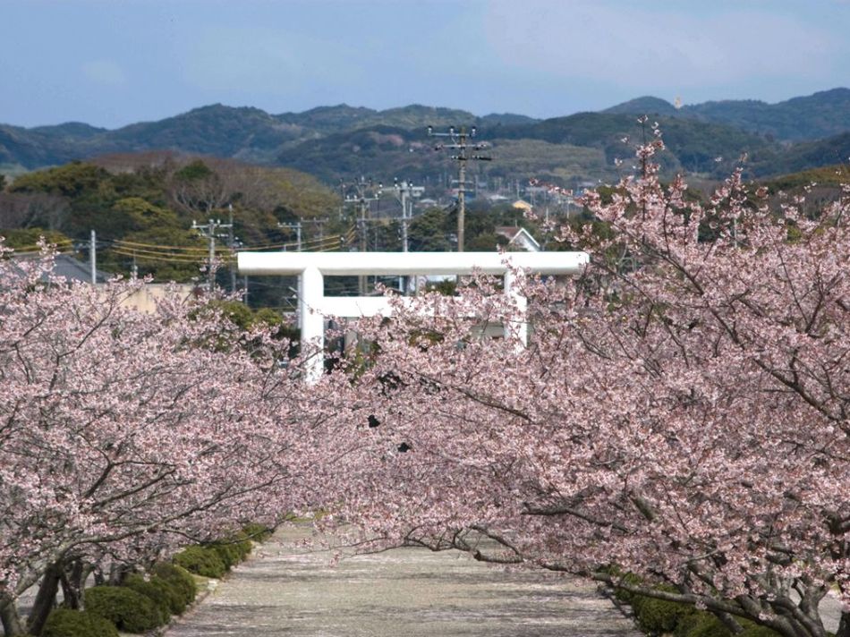 桜の季節の安房神社♪車５分