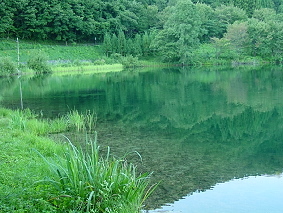 緑と溶込む中綱湖