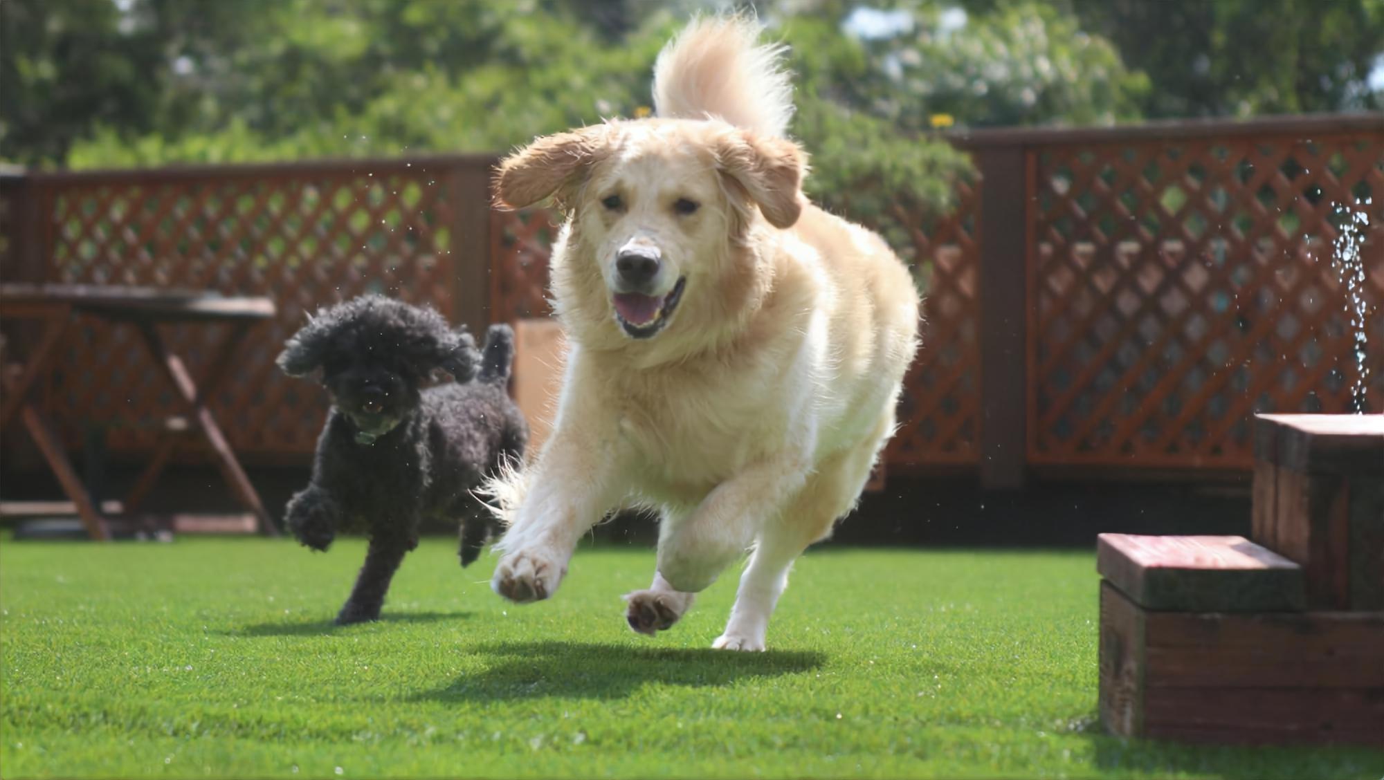 屋上【dog park 紺碧】