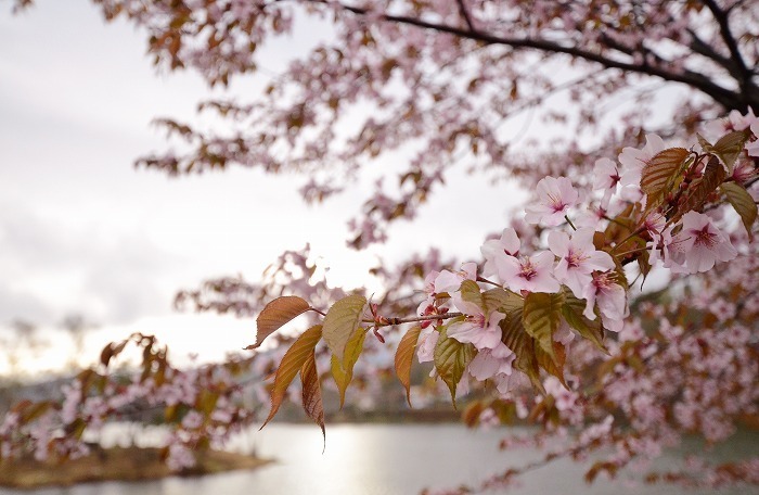 白樺湖の桜