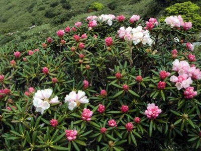 Yakushima Refresh Room (Yakushima)