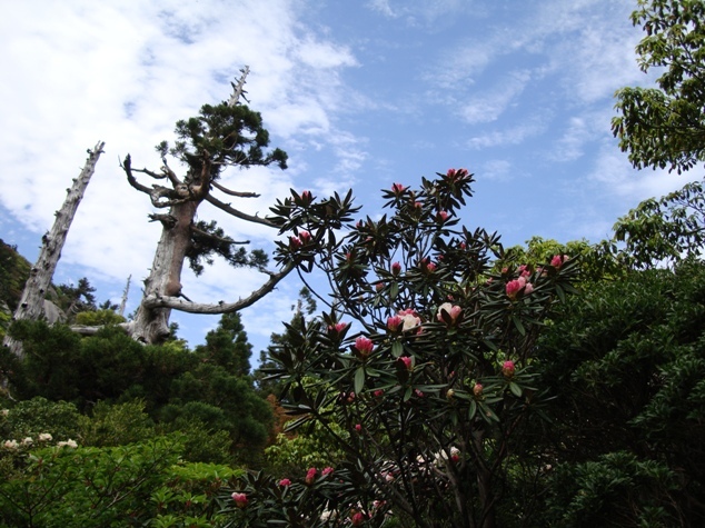 Yakushima Refresh Room (Yakushima)