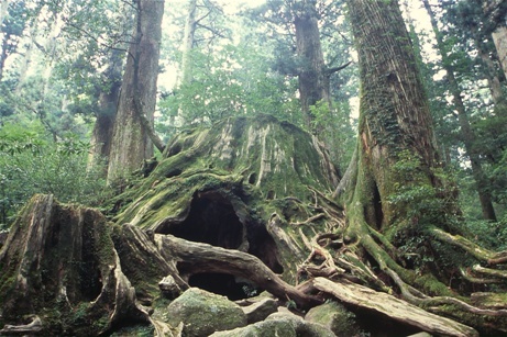 屋久島 Yakushima Refresh Room