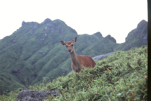 山