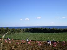 安納さげ芋収穫八ちゃん畑