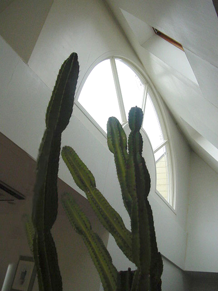 館内サボテン