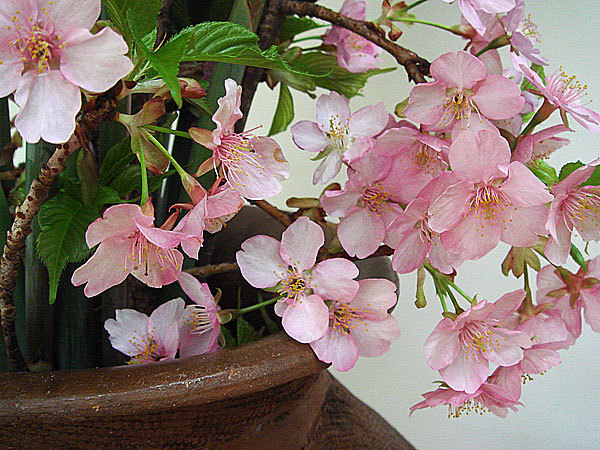 館内花*さくら