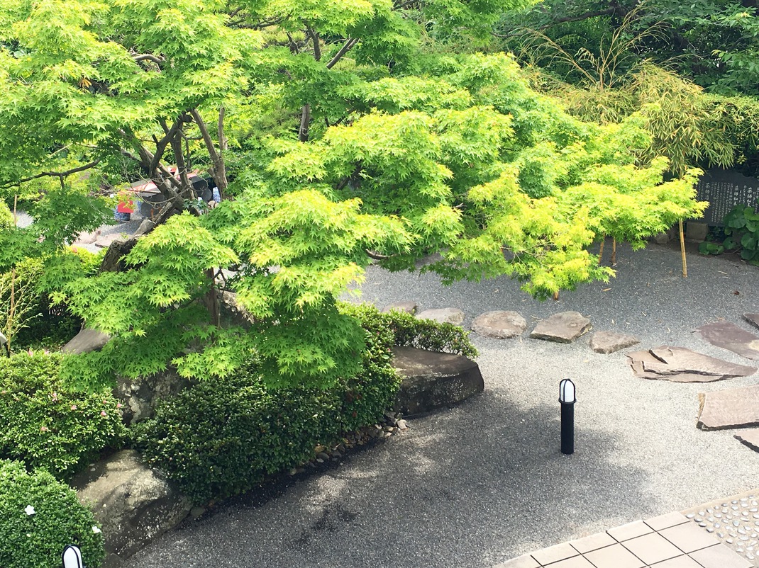 お部屋から見える紅葉の木