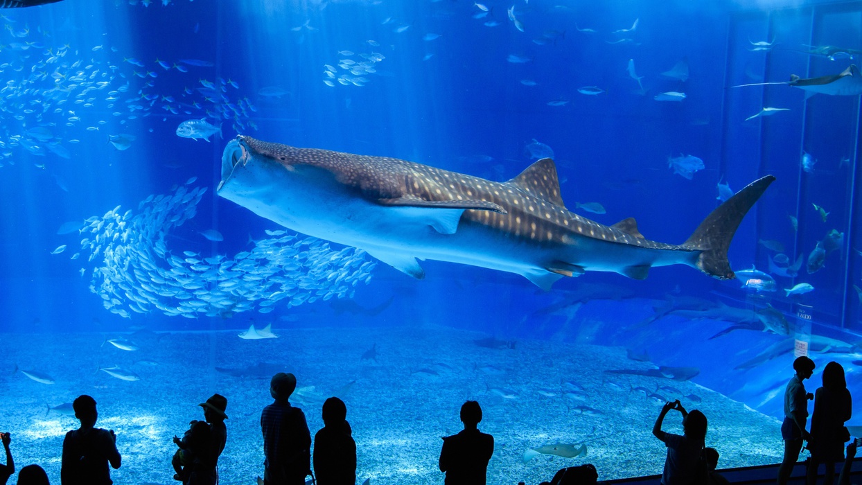 美ら海水族館