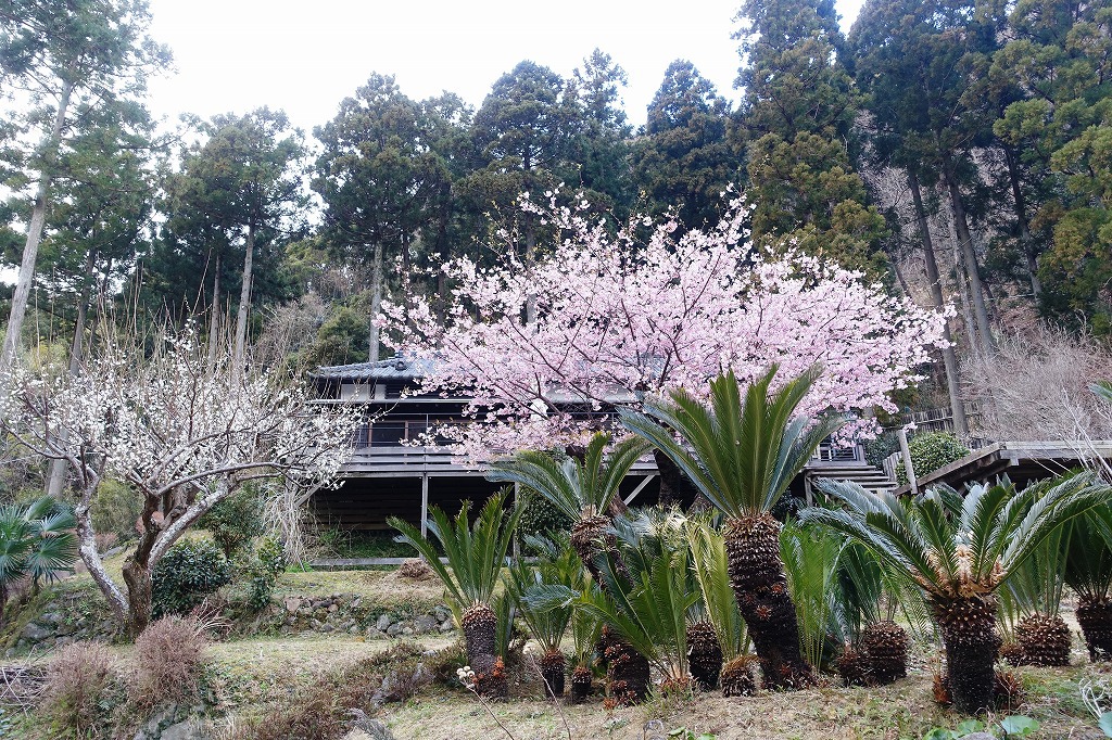 別邸ＣＯＣＯＲＯ桜の時期
