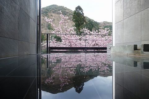 別邸ココロお風呂からの河津桜