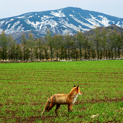 This photo about Sekai Shizenisan no Yado Shiretoko Village shared on HyHotel.com