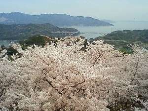 昨年の開山です海の青に、桜のピンク色が映えます♪