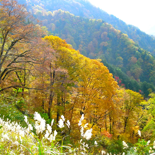 *【周辺】秋から冬へと移り変わる時期の三段紅葉(山頂の雪、中腹の紅葉、裾野の草原)が特に美しいです。