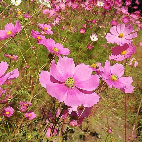 *【周辺】コスモス園は、約50種100万本の色とりどりのコスモスとダリアが咲き誇ります。
