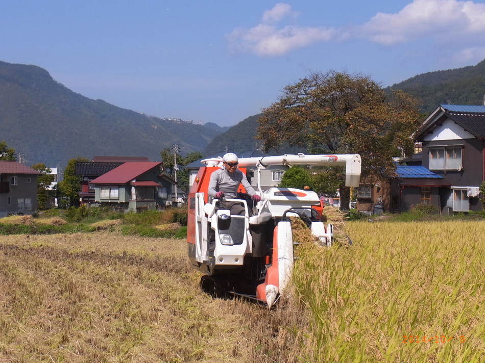 新米取れましたオーナーが収穫