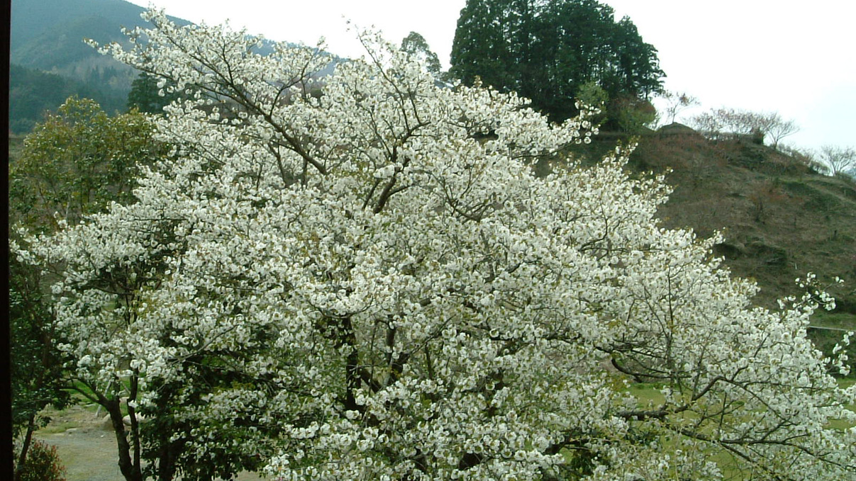 *【オオシマザクラ】白い花が特徴です