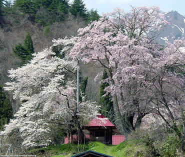 うえんでの桜