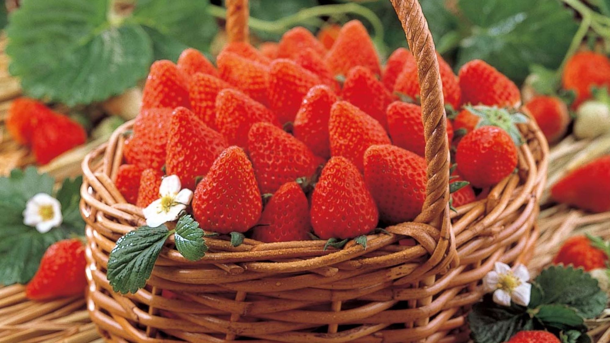 【12:00】さよなら苗場。でも、その前に”;ただいま”;原田農園。①