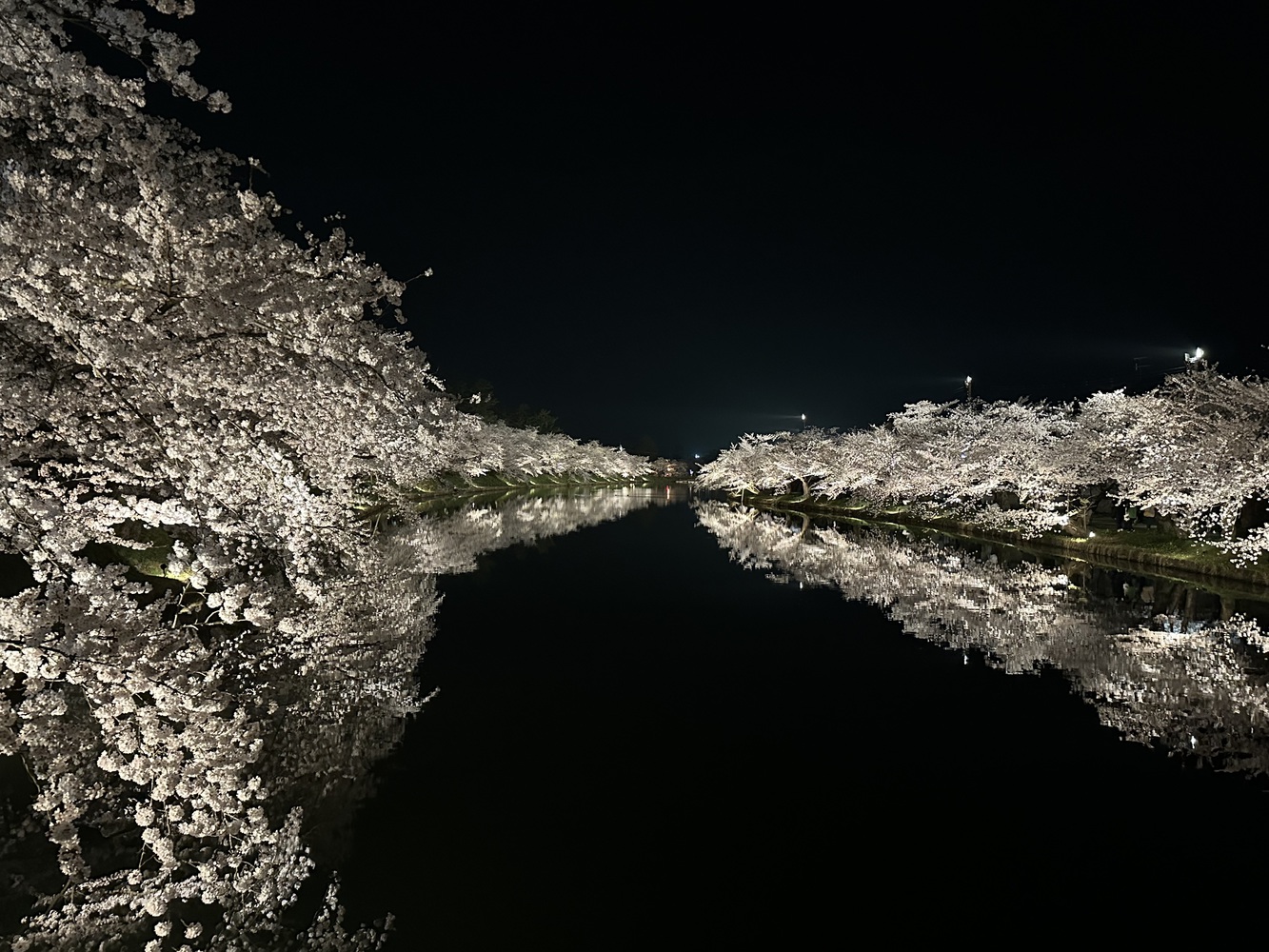 弘前公園桜まつりの夜桜