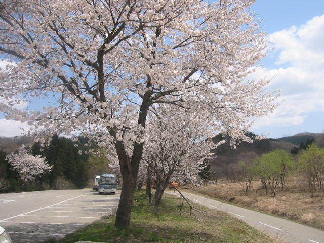 駐車場桜