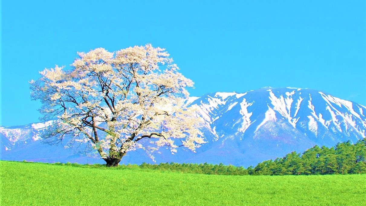 小岩井農場の一本桜（ホテルより車で約15分）