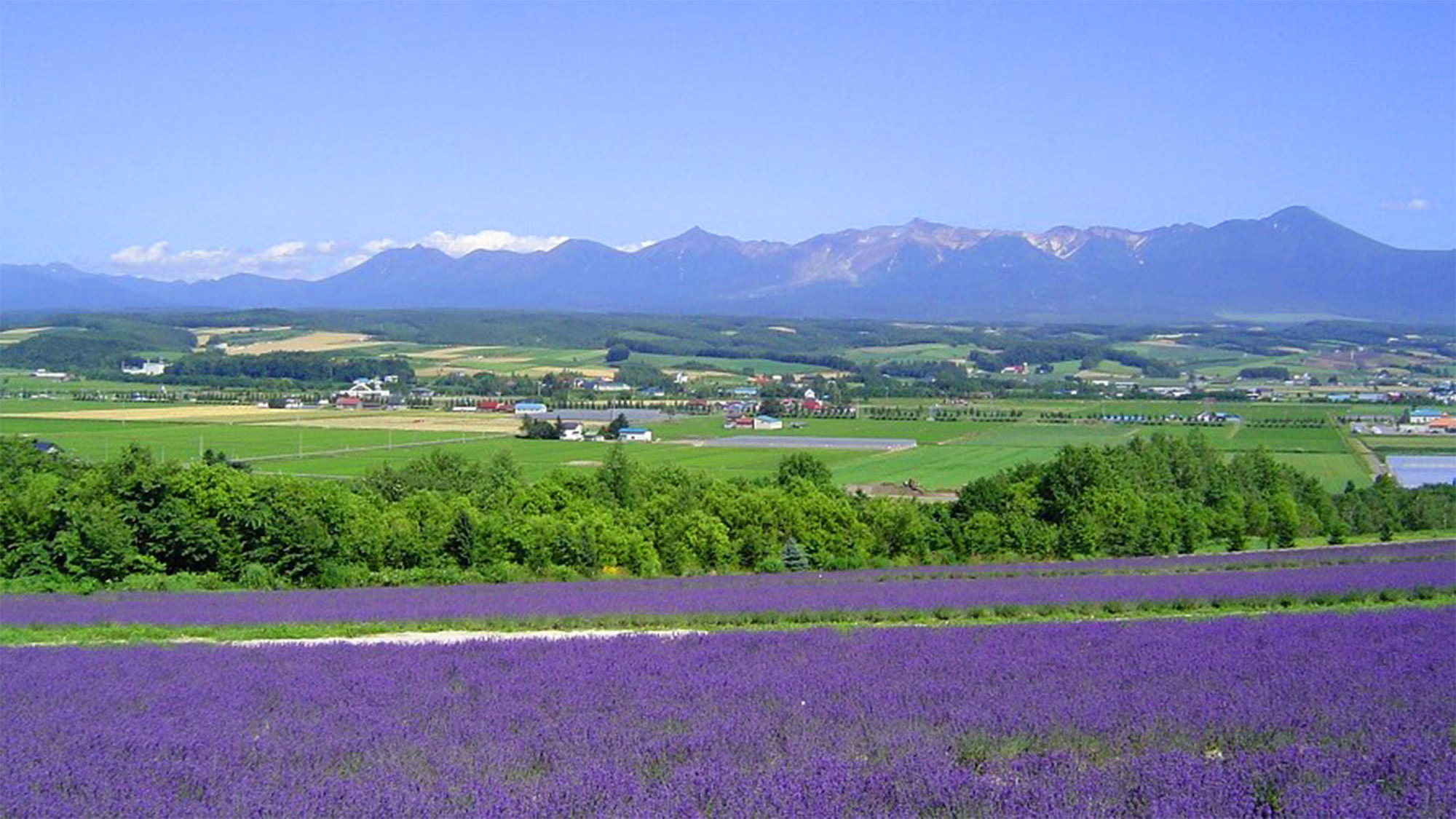 ファーム富田