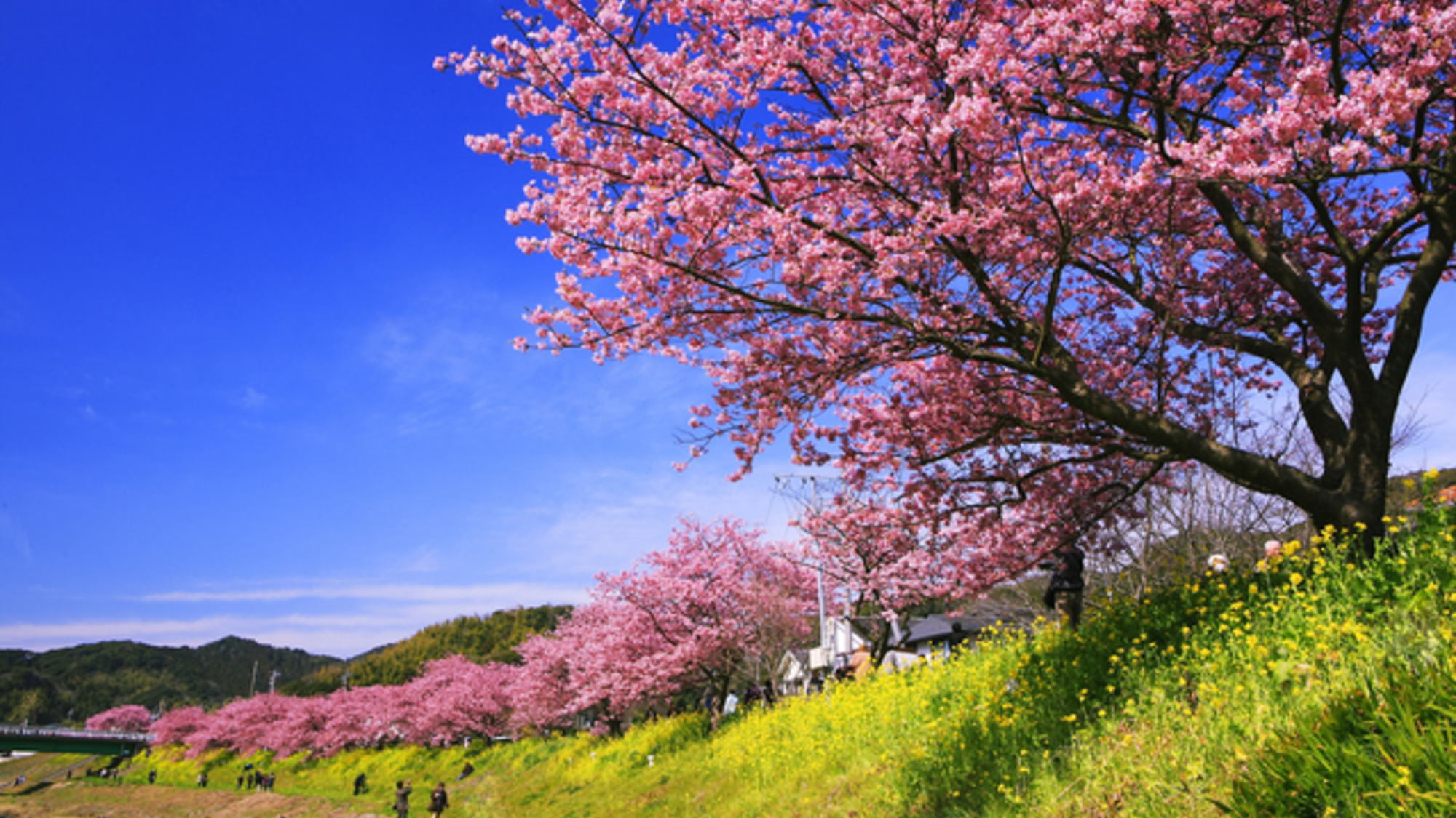  【河津桜】