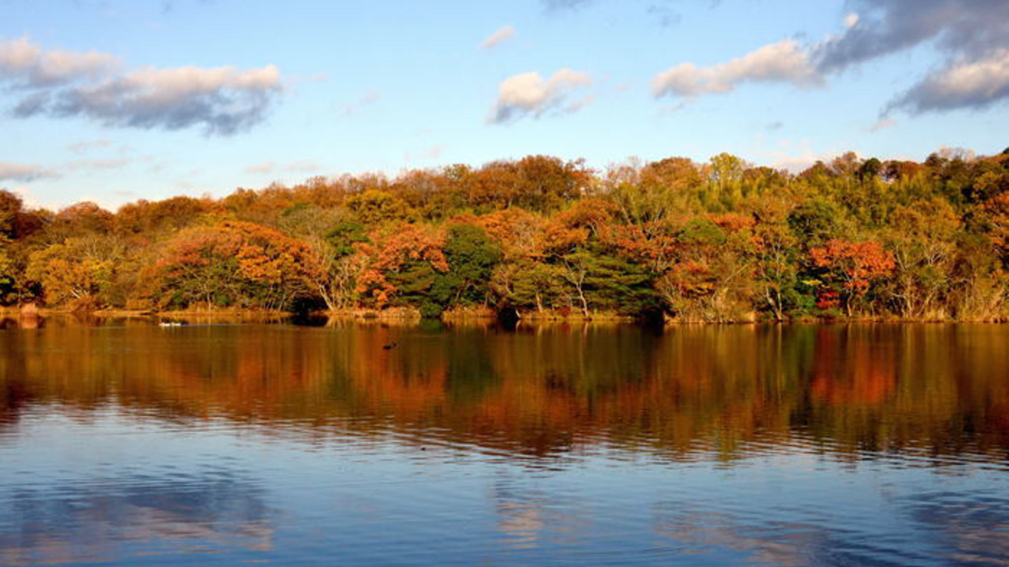 【一碧湖 紅葉】