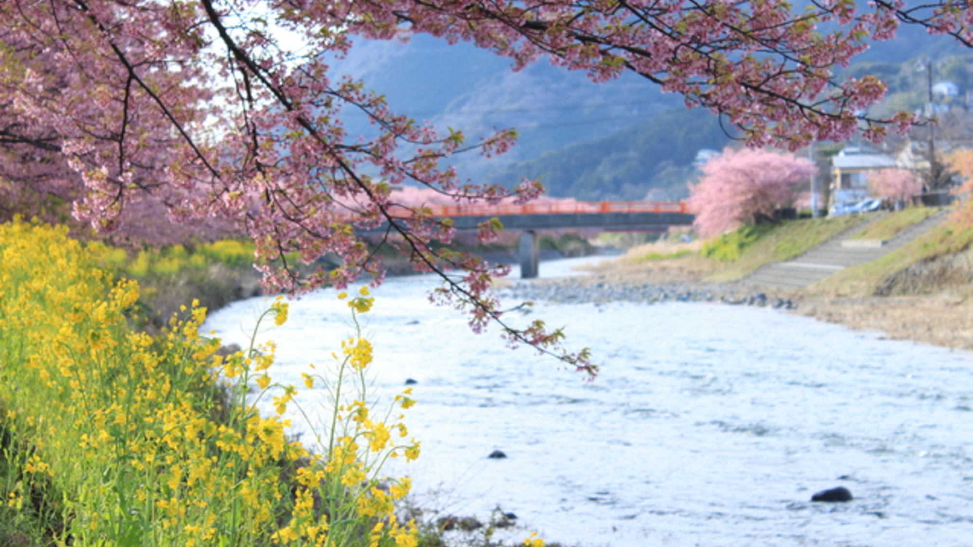 【河津桜】