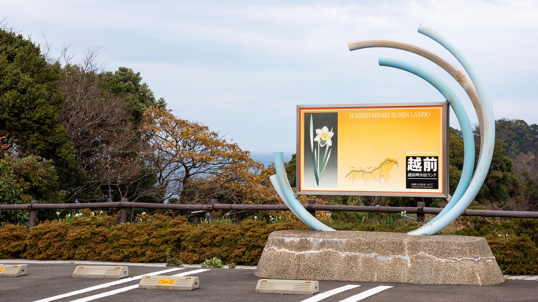*【施設周辺】越前岬水仙ランド当館から車で20分！可憐な越前水仙が咲き誇ります。