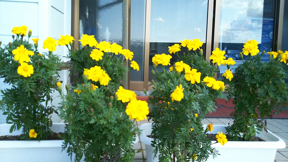 *【館内】お庭には四季折々のお花が咲いております